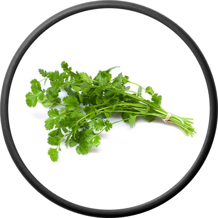 Fresh Cilantro